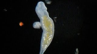 Flatworm