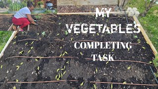 Brick Edging Completion [ Planting Vegetables] [ Compose Refresh] 🌱 [ Zone 7B Gardening Waldorf MD.]