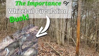 Whitetail Circulation around your property and Area