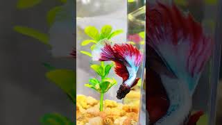 Beautiful betta fish ❤️❤️❤️