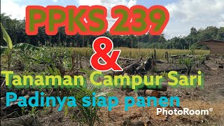 Sawit PPKS 239 dan tanaman campur sari || PADI nya udah masak bos..