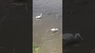 Egrets fishing