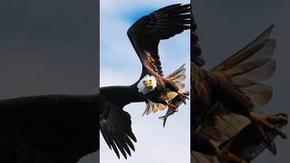 The Eagle dont carrying and deer save #animals  #eagles  #trendingvideo #shorts