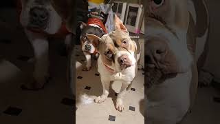 American Bully Reacting To Crazy Sound Pt2 #americanbully #shortvideo