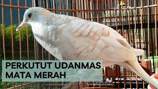 PERKUTUT UDANMAS MATA MERAH MANGGUNG ISTIMEWAH