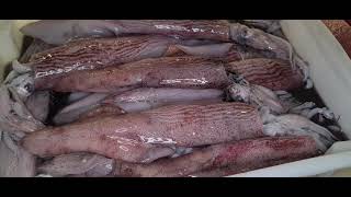 Peixes do Ceasa de São Paulo #food #top #youtube #brasil