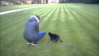 Black cat playing with a quadcopter - Oxford, UK