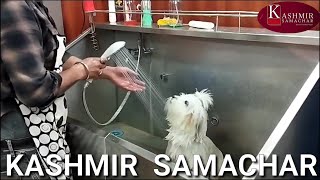 Glam Petz Salon, Jammu - Is Diwali Apne Pets Ko Dijiye Glam Look