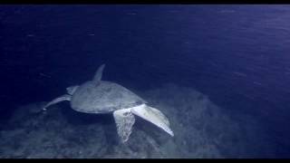 Mergulho noturno Fernando de Noronha - 13 novembro 2019