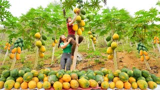 Harvesting Ripe Papaya Fruit Goes to the market sell - Cooking papaya | Tiểu Vân Daily Life