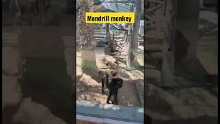 Mandrill monkey/emirates zoo