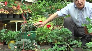 Different Types of Strawberry Plants | Garden Ideas | Peter Seabrook