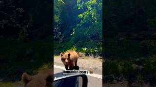 Incoming bears 🐻 #viral #viralshort #lifestyle #fabulous #bear #nature #wildlife #romania #explore