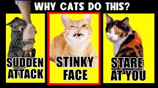 Why Cats Do These 9 Bizarre Things – Explained!