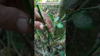 GRAFTING DALANDAN SCION TO CALAMANSI ROOTSTOCK #grafting #dalandan #calamansi #asmr #shorts