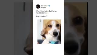 When dog knows this 🙂 #shorts #youtubeshorts #trending