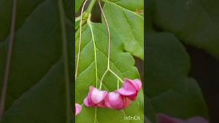 Spindle Tree (Euonymus Latifolius Tree) #shorts #euonymuseuropaeus #bush #plants #tree #spindleberry