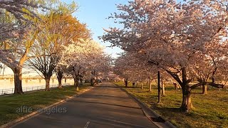 Scenic Drive 3 miles Cherry Blossoms @ East Potomac Park on 395 Acres!!!