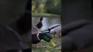 duck #animalshorts #animals_sound