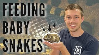 Feeding Baby VENOMOUS Snakes! | Primitive Predators