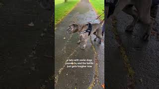 Huge aggressive Cane Corso. #canecorso #italianmastiff #aggressivedog #DogTraining #dogs #DogTrainer