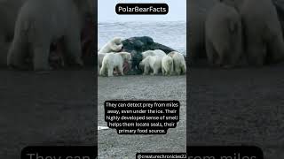 #animals #facts #polarbear #ice #shorts