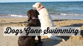 Vlog: Dogs Gone Swimming!