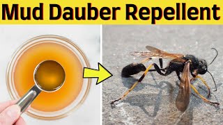 How to get rid of ground mud dauber away naturally without killing them