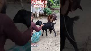 Goat cross of beautiful time बकरी को क्रॉस कब करना चाहिए #shorts #sorts #shortsvideo #crossing