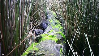 A video of an Echinda spotted at the Pollack Swamp