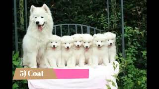 Samoyed   Top 10 Interesting Facts