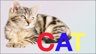 Cute cats  and kittens video compilation