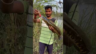 #tamilsnakeheadangler  #frogfishing