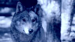 20 Weird and Fascinating Facts About Wolves You Won't Believe! #facts #weirdanimals #mystery #wolves