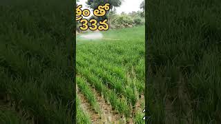 మిషన్ తో నాటు వేసిన పొలం 33వ 8688222474, 9391055956 రోజు#agriculture #farming #yanmar