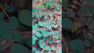 भयानक तरह का कीड़ा😱😲 #millipede #art #youtubeshorts #reels #shorts #status #trending #viral #like