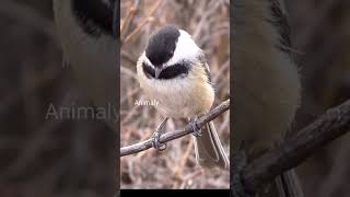 black-capped chickadee hibernate #shorts #birds