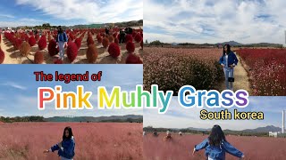 Pink muhly Grass ( Rumput pink muhly ) Nari Gongwon south korea