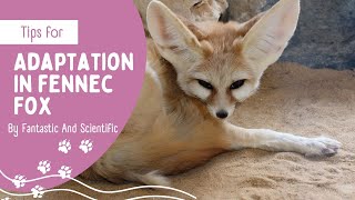 Adaptation In Fennec Fox | Adaptation In Animals | Science For Kids | Science Adaptation For Grade 4