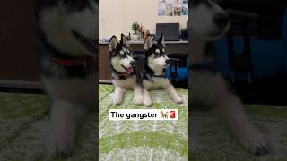 Rottweiler & husky reaction #shorts #dog #husky #rottweiler