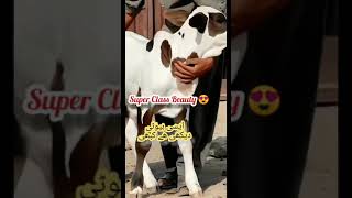 Beautiful Cholistani Baby Cow 👌👌,,gift for Bachri lovers 😍