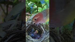 Mother bird's routine in the wild