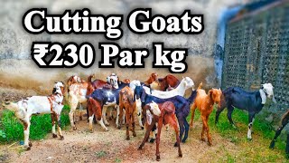 Cutting Goat's ₹230 par kg !! vet 20 se 30 kg Visit MJ Goat Farm Ajmer Kishangarh Mo.6375303945