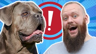 HOW TO STOP CANE CORSO FROM JUMPING