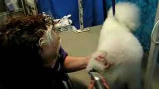 Grooming the Bichon - Foot Pads