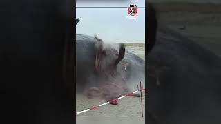 ESTA ES LA RAZÓN DEL PORQUÉ LAS BALLENAS EXPLOTAN DESPUÉS DE MORIR #shorts #viral