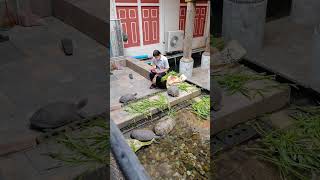 turtle feeding at Bangkok Temple Wat Paknam Phasi Charoen