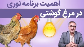 اهمیت برنامه نوری در مرغ گوشتی