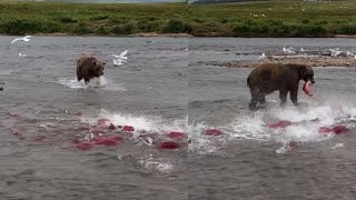 Ursos São Especialistas Em Capturar Peixes! Veja o que ele fez