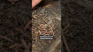 What kind of worms does Captain Matt have? #worms #wormfarmtips #africannightcrawlers #vermicompost